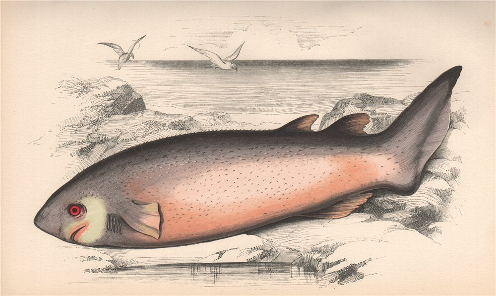 BRAMBLE SHARK. Spinous shark, Spiny shark, Echinorhinus brucus. COUCH. Fish 1862